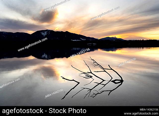 A large branch on the shore of Staffelsee during sunset with reflection, in the background the Alps
