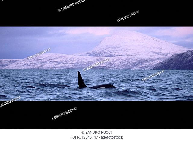 Adult male Killer whale Orcinus orca surfacing with snowy mountains behind. Winter in northern Norway