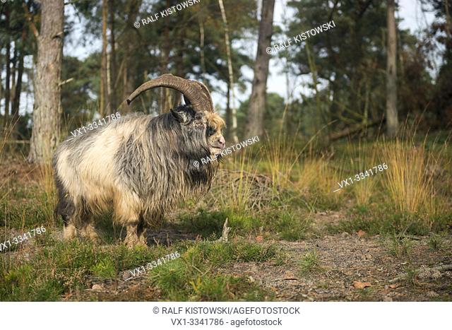 Ancient Dutch Landgoat / Nederlandse Landgeit (Capra hircus) in its typical environment, kept for grazing animals project, conservation Grazing