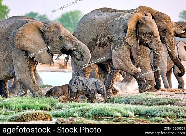 Elefantenherde, Etosha-Nationalpark, Namibia, (Loxodonta africana) | elephants, Etosha National Park, Namibia, (Loxodonta africana)