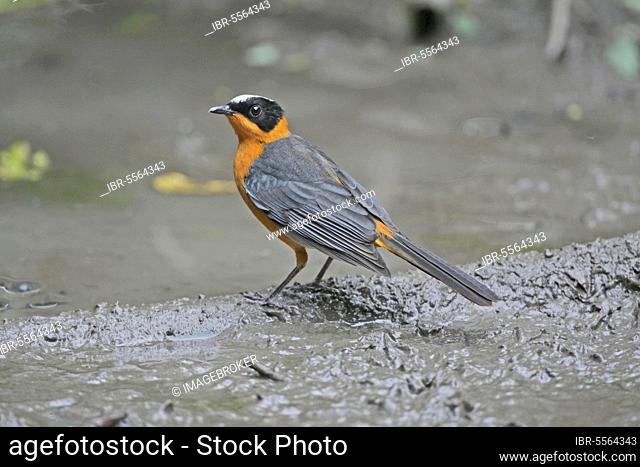 Snowy-crowned Robin-chat (Cossypha niveicapilla) adult, standing at edge of drinking pool, Gambia, Africa