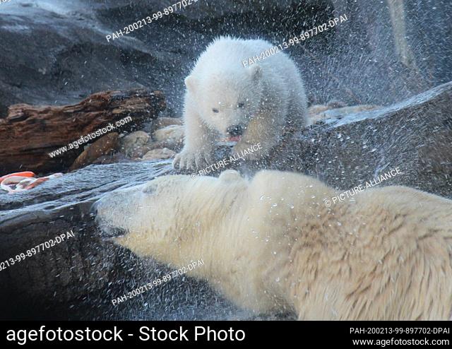 13 February 2020, Austria, Wien: The baby polar bear, which does not yet have a name and whose sex has not yet been determined