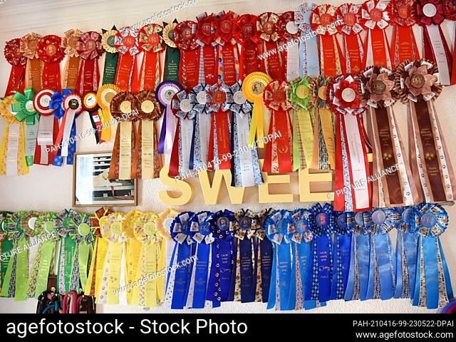 13 April 2021, Saxony, Leipzig: Many awards for her dogs hang on the walls of breeder and animal trainer Bettina Krist. Krist, who trained as a gem cutter