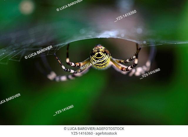 Argiope Bruennichi - The Wasp spider B side - Molina di Ledro, italy
