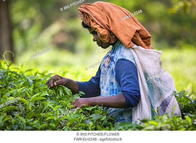 Camellia sinensis, Tea plant, Green subject