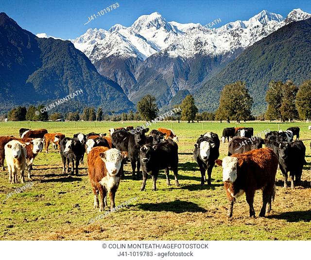 Beef cattle grazing under Mt Tasman left and Mt Cook / Aoraki near Fox Glacier, West Coast, New Zealand