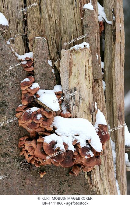 Winter mushroom, Velvet stem, Velvet foot (Flammulina velutipes), edible mushroom growing on an old beech tree, snow-covered
