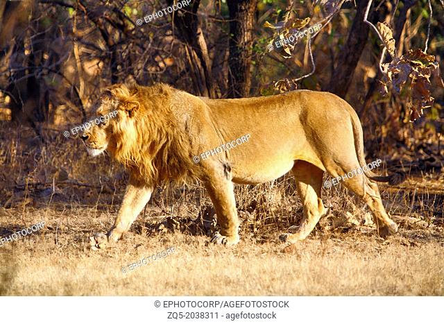 The Asiatic lion, Panthera leo persica, Gir National Park, Gujarat, INDIA,  Stock Photo, Picture And Rights Managed Image. Pic. ZQ5-2038311 |  agefotostock