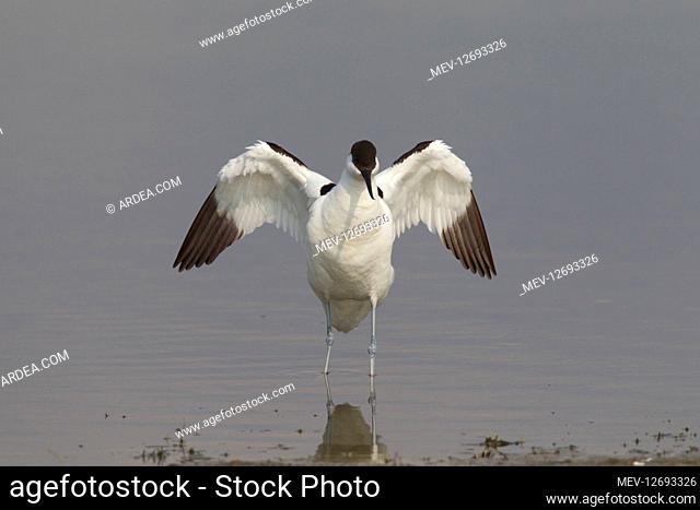 Avocet - adult bird flapping its wings - Germany