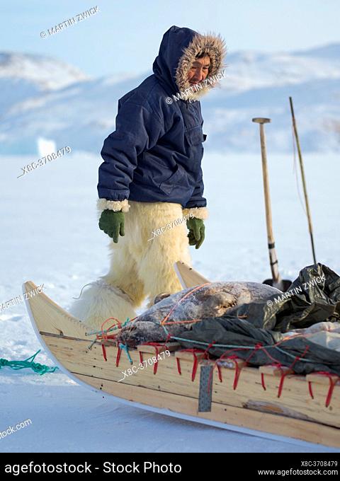 Harvesting a seal from a trap underneath the sea ice. Inuit hunter wearing traditional trousers and boots made from polar bear fur