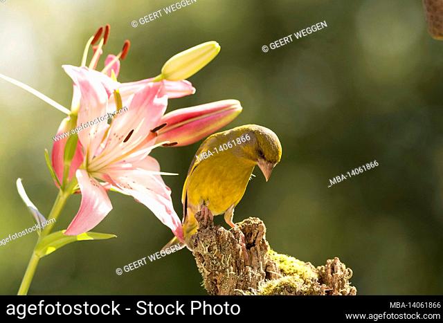 close up of green finch standing on tree trunk with lily flowers