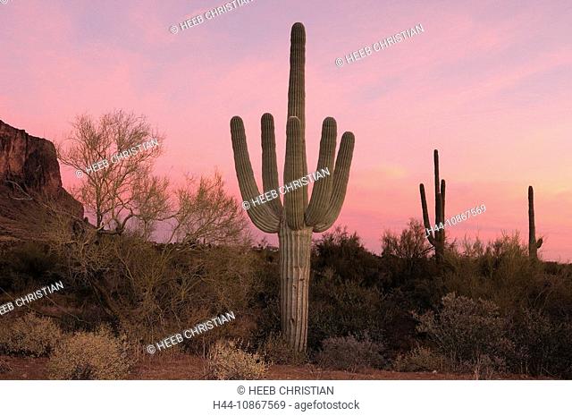 Superstition Mountains, Saguaro, cactus, cacti, sunset, Lost Dutchman State Park, Apache Junction, Arizona, USA, America, North America, travel, landscape