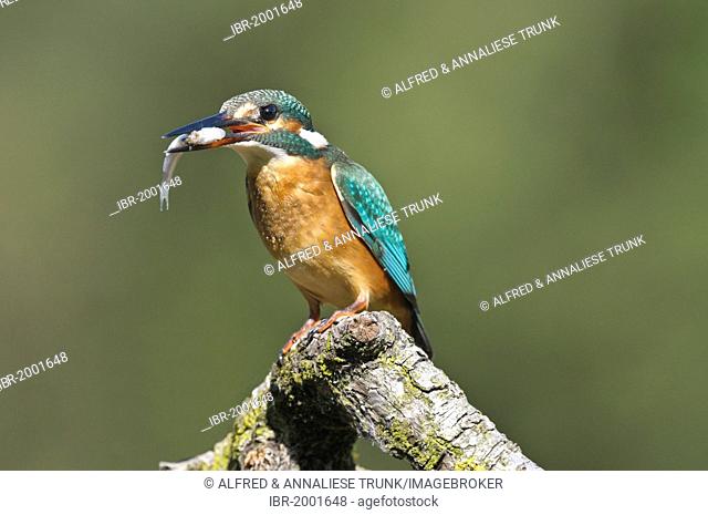 Kingfisher (Alcedo atthis), Nationalpark Hohe Tauern national park, Austria, Europe