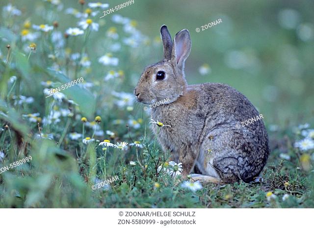 European Rabbit sitting in a forest meadow