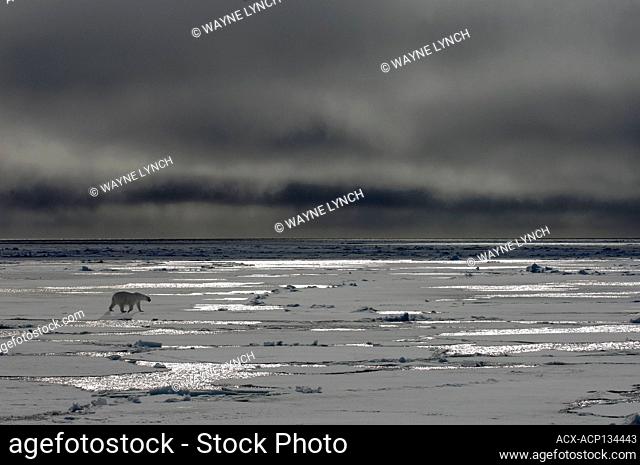 Polar bear (Ursus maritimus) on the pack ice being illuminated by moonlight, Svalbard Archipelago, Arctic Norway