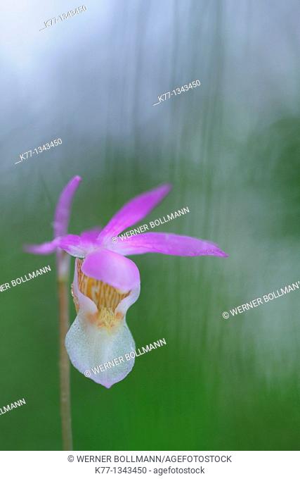 Calypso Orchid (Calypso bulbosa), Oulanka National Park , Finland, June 2010