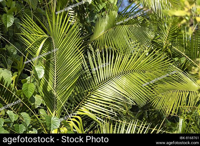 Australian fan palm (Licuala ramsayi) growing in a rainforest, Daintree river, Queensland, Australia, Oceania