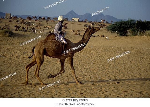 Man riding a camel across the desert with camels and traders at camel fair behind