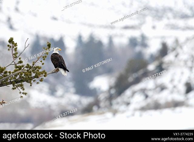 Bald Eagle / American Eagle / Weisskopfseeadler ( Haliaeetus leucocephalus ), perched in a tree, high above snow covered Yellowstone valley, Montana, USA