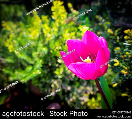 Beautiful pink tulip in spring garden. Gardening concept