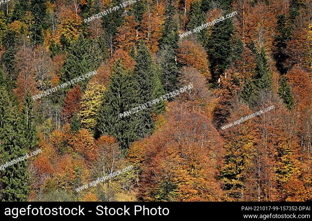 17 October 2022, Bavaria, Gerold: The trees in the mountain forest at Lake Gerold are colored in autumn. Photo: Angelika Warmuth/dpa