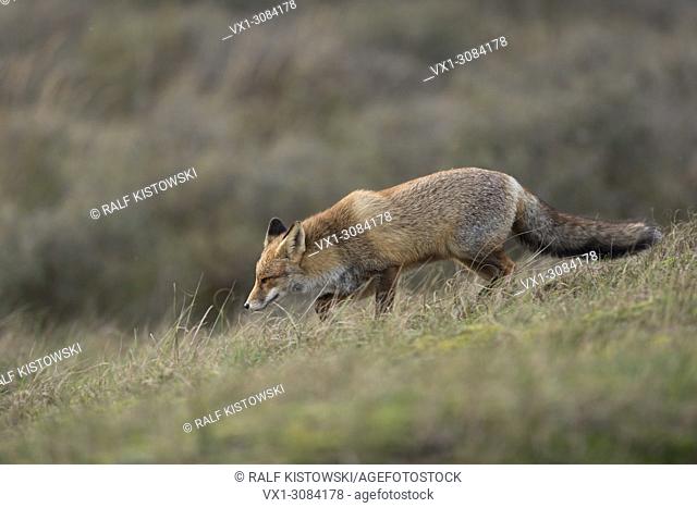 Red Fox ( Vulpes vulpes ) hunting in open grassland, typical environment, side view, wildlife, Europe