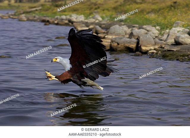 African Fish-Eagle (Haliaeetus Vocifer) Adult In Flight Fishing, Baringo Lake In Kenya