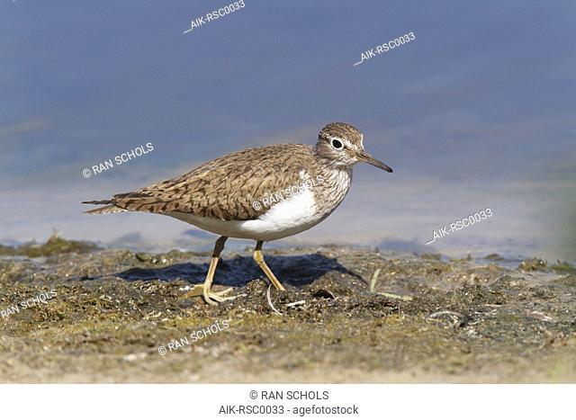 Adult Common Sandpiper (Actitis hypoleucos) in autumn plumage walking and foraging along muddy edge of a Dutch lake