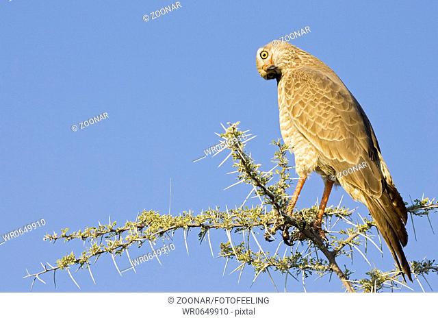 Jungvogel eines Weissbuerzel Singhabicht Melierax podiopterus, Afrika, Namibia , Etosha-NationapPark, young Pale chanting goshawk, Etosha NP, Africa