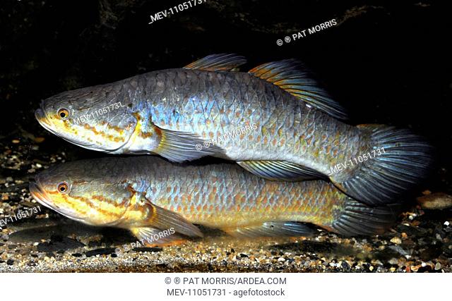 Snakehead Gudgeon freshwaters and swamps of Australia