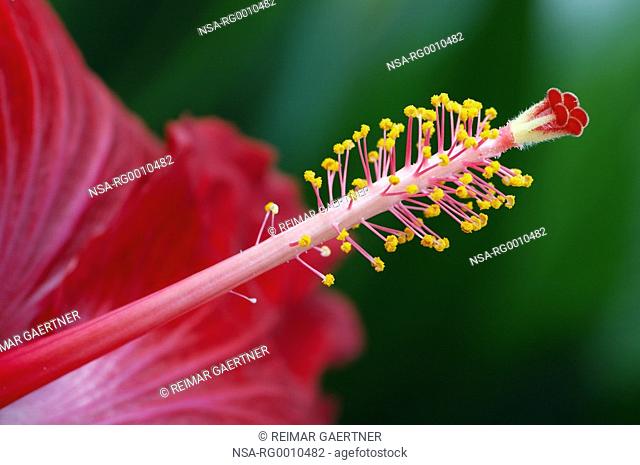 Red hibiscus flower pistil close up