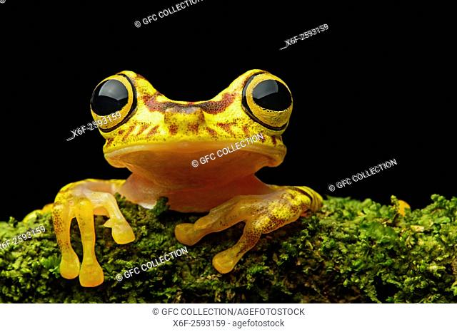 Imbabura Treefrog (Hypsiboas pictuator), Treefrog family (Hylidae), Choco rainforest, Ecuador