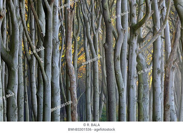 common beech (Fagus sylvatica), tree trunks in beech forest, Germany, Mecklenburg-Western Pomerania
