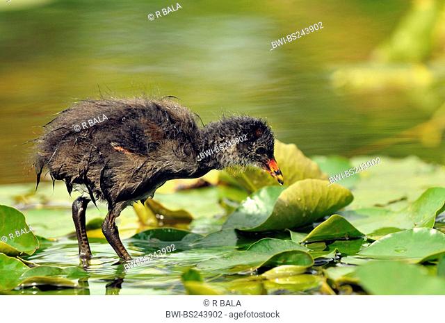 moorhen Gallinula chloropus, chick standing on a water-lily leaf in a lake, Germany