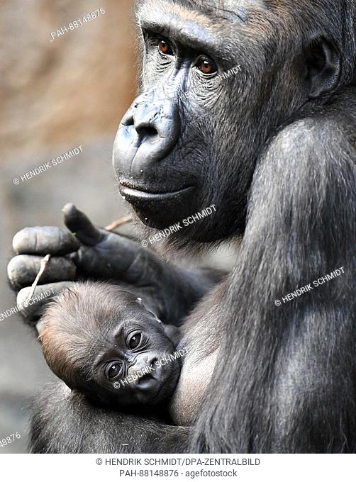 Gorilla infant Kianga with twelve-year-old mother Kibara in the zoo in Leipzig, Germany, 16 February 2017. The infant was born on the 04 December 2016