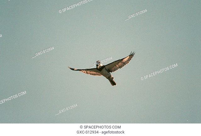 01/26/1999 -- A belted kingfisher soars over the Merritt Island National Wildlife Refuge, which shares a boundary with Kennedy Space Center