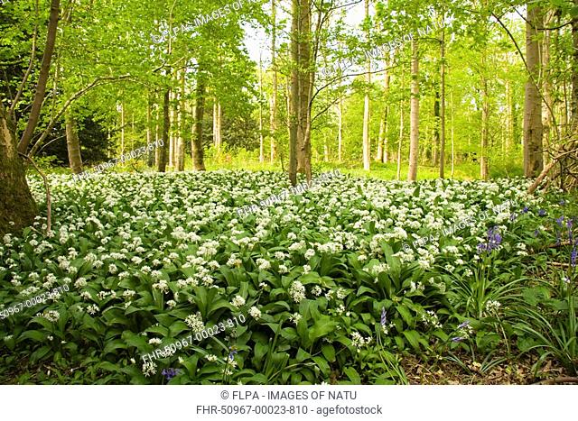 Ramsons Allium ursinum mass flowering, in woodland, Dorset, England, april