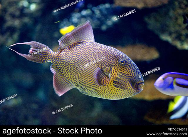 Blue triggerfish (Pseudobalistes fuscus) is a marine fish native to tropical Indo-Pacific Ocean and Red Sea