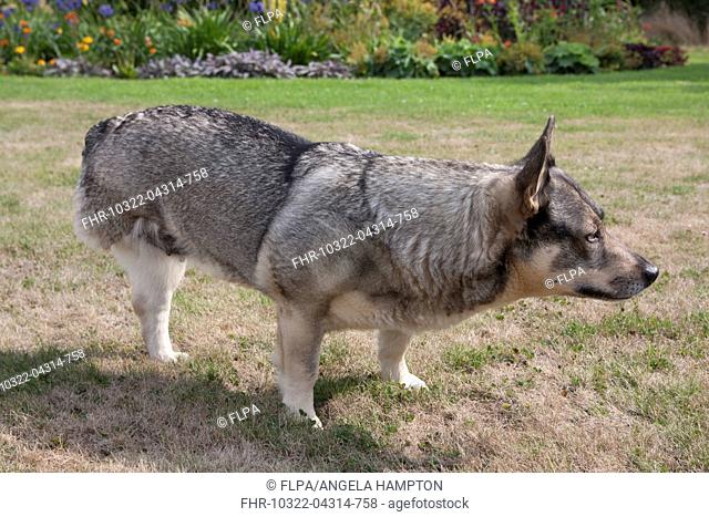 Domestic Dog, Swedish Vallhund, adult female, amputee with back leg missing, standing on garden lawn, England, August