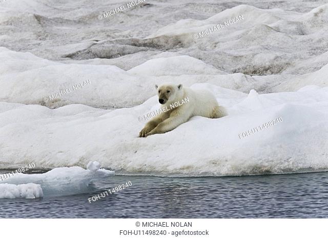 A young polar bear Ursus maritimus on multi-year ice floes in the Barents Sea off the eastern coast of EdgeÏya Edge Island in the Svalbard Archipelago, Norway
