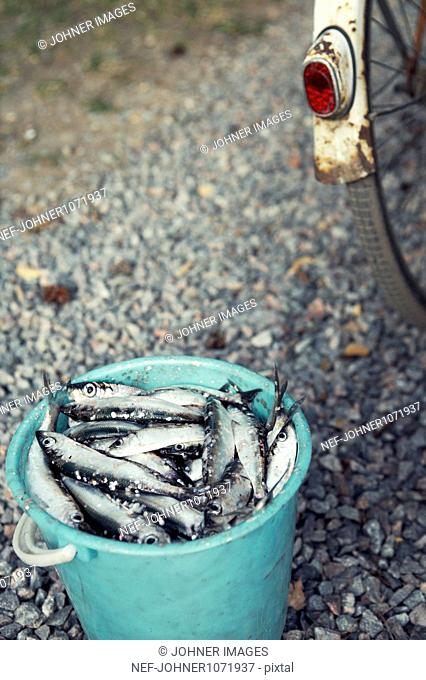 Bucket of herrings