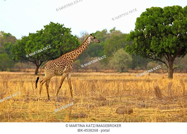 Thorneycroft giraffe (Giraffa camelopardalis thornicrofti) walking in dry steppe, South Luangwa National Park, Zambia