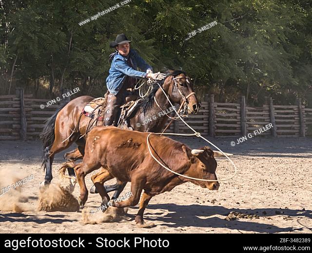 An American cowboy roping a longhorn steer with a lariat or lasso on a ranch near Moab, Utah