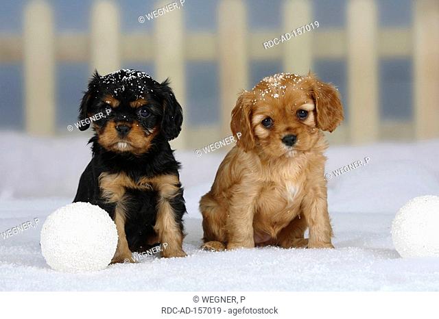 Cavalier King Charles Spaniel puppies black-and-tan and ruby 6 weeks