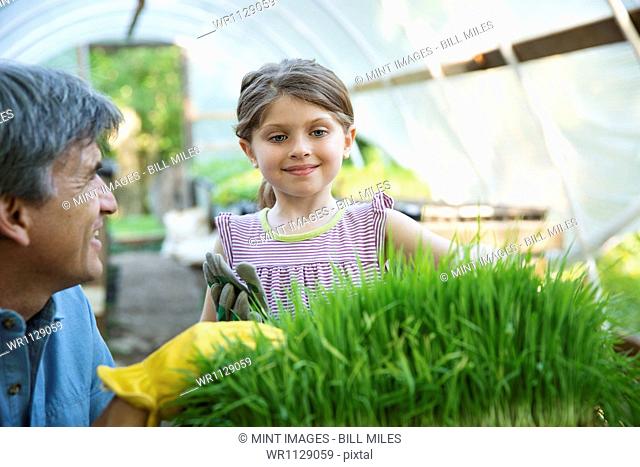 Outdoors in summer. On the farm. A glasshouse. Trays of fresh green herbs. An adult and a child tending to the plants. A man and a young girl