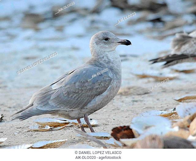 Second-winter Glaucous-winged Gull (Larus glaucescens) wintering in harbour of Rauso on Hokkaido, Japan