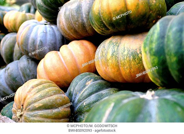 marrow, field pumpkin (Cucurbita pepo), harvested fruits