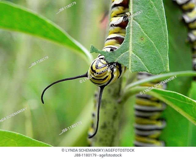 Caterpillars of the Monarch butterfly, Danaus plexippus, eating leaves and flower buds of the Swan Plant Milkweed, also called Tennis Ball Bush