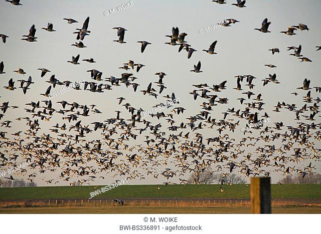 barnacle goose (Branta leucopsis), flock flies to the roost after sunset, Netherlands, Frisia