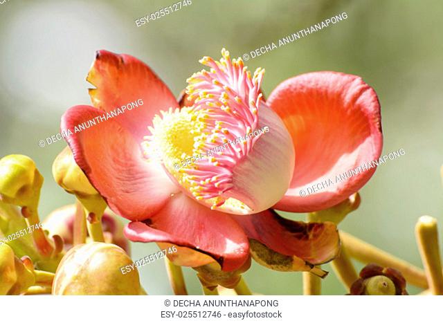 Couroupita guianensis, known by several common names, including cannonball tree, is a deciduous tree in the family Lecythidaceae